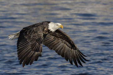 Mature Bald Eagle flying low across the water