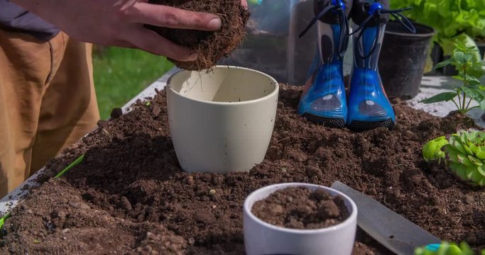 A man is taking a herb seedling and he is putting into a new white pot plant and is adding some more soil on top of it. Close-up shot.
