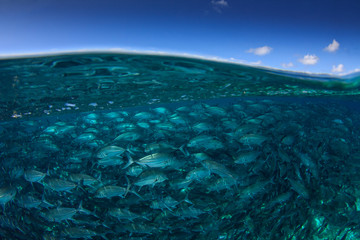 Fish in sea and Sipadan Island. Half and half over under split image