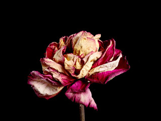 Dried red rose flower on background. Isolated. For use in collage or some over work. Flower dried in natural conditions with save it three-dimensional structure.
