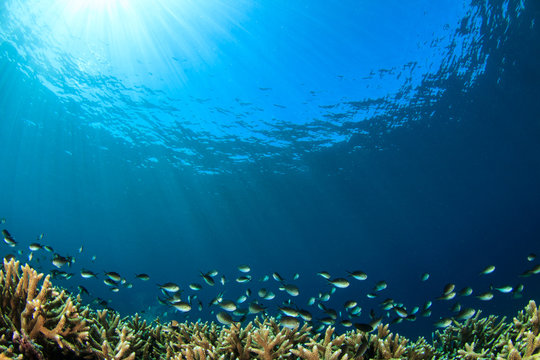 Fototapeta Coral reef underwater in ocean