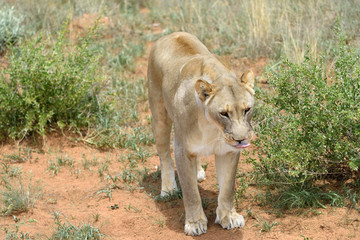 Lioness, Namibia, Africa