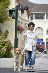 Naklejka premium Senior blind woman crossing the street with help of guide dog