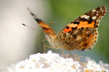 Obraz premium Distelfalter auf Sommerflieder Blüte