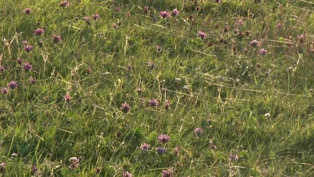 Wiese mit Spinnweben