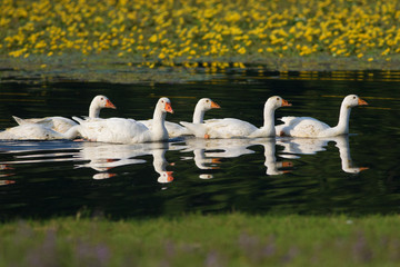 Row of white domestic geese swimming on the pond