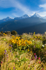 The yellow flower with alpine landscape from poon hill, Nepal
