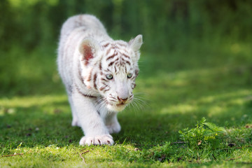 adorable white tiger cub walking on grass