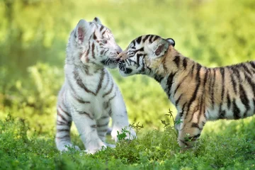 Crédence de cuisine en verre imprimé Tigre deux adorables petits tigres étant affectueux