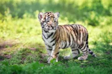 Abwaschbare Fototapete Tiger Sibirisches Tigerjunges im Sommer im Freien