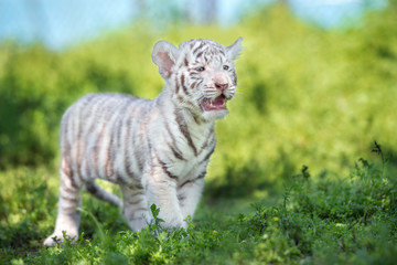 Fototapeta na wymiar beautiful white tiger cub outdoors