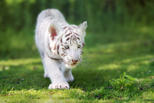 Fototapeta adorable white tiger cub walking on grass
