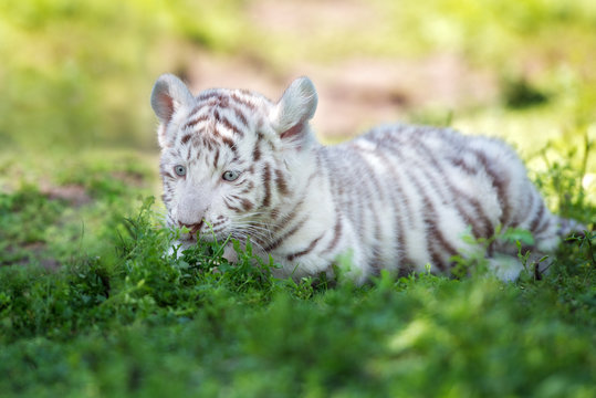Fototapeta white bengal tiger cub lying down