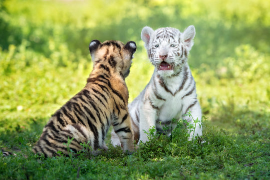 two adorable tiger cubs sitting together outdoors