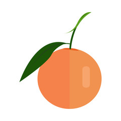 Citrus Vector Illustration In Flat Style Design.  