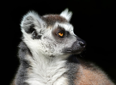 Ring-tailed lemur against a black background