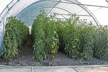 Stalks of Tomatoes and fruits on the stalks in the Greenhouse