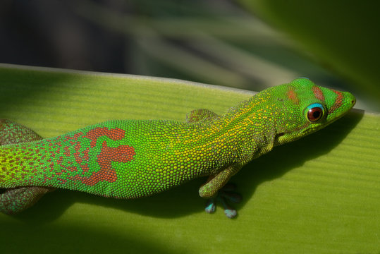 Gecko on leaf, hawaii 