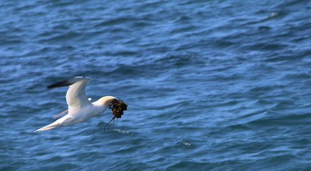 Gannet