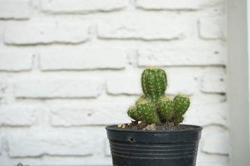 Small cactus plant in black flower pot on white wall background wooden table