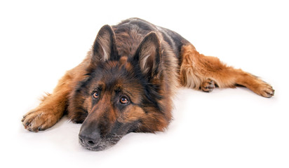 Liegender Schäferhund, langhaarig