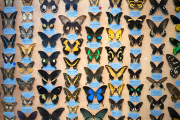 Сollection of butterflies