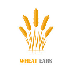 Wheat Ears Concept Illustration in Flat Design. 