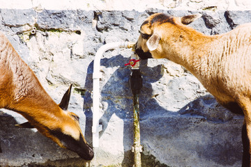 Two brown goats drinking from a water tap on a wall.