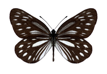 Fototapeta na wymiar Butterfly Metaporia agathon on a wite background
