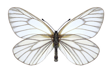 Butterfly Aporia hippia on a white background