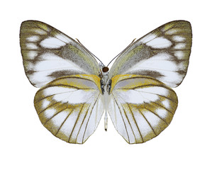 Appias libythea olferna (Striped Albatross) (female) (underside) on a white background