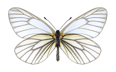 Butterfly Aporia hippia (underside) on a white background