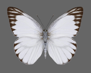 Fototapeta premium Appias libythea olferna (Striped Albatross) (male) on a gray background