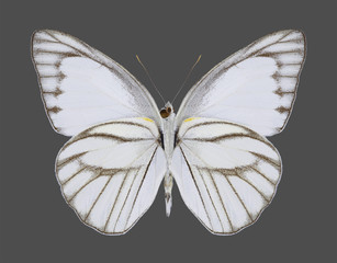 Appias libythea olferna (Striped Albatross) (male) (underside) on a gray background