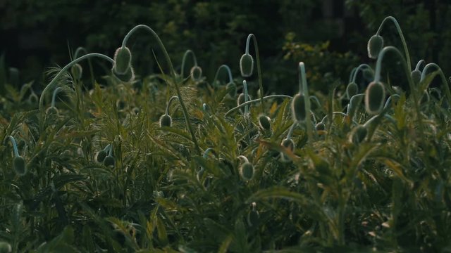 Sun rising and illuminates plants on the meadow