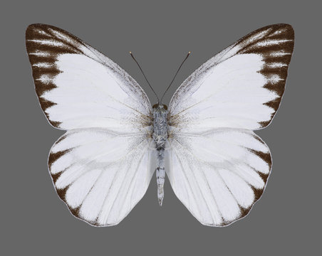 Appias libythea olferna (Striped Albatross) (male) on a gray background