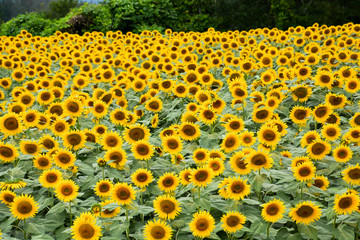 Sunflowers