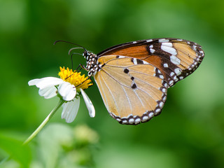 Monarch butterfly on wild grass flower