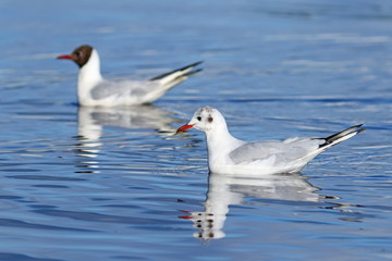 Larus ridibundus. Couple of seagulls float on the lake on Yamal