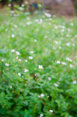 Bokeh background, abstract flowers &igrave;n green