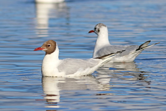 Larus ridibundus. Couple of seagulls float on the lake