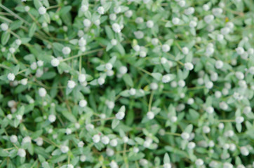 Bokeh background, abstract flowers ìn green