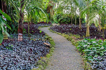 Jungle Pathway