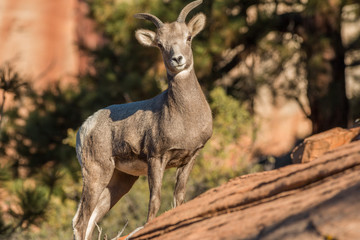 Desert Bighorn Sheep