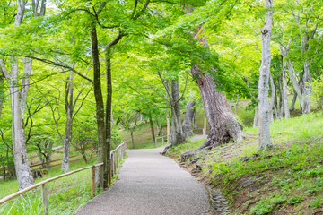 Maple forest of the Niji no Sato
