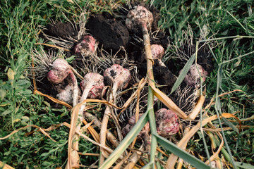 Fresh garlic with roots from the garden background