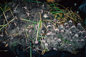Fresh garlic with roots from the garden background