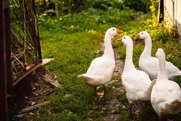Geese in a village walk on the lawn
