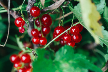 red currant grows on a bush background leaves