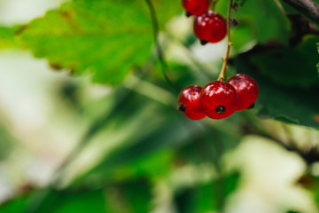 red currant grows on a bush background leaves